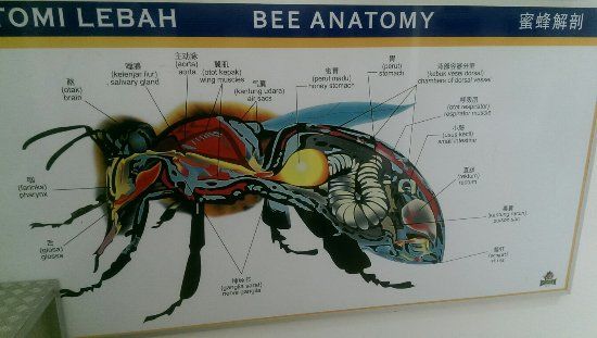 Bees Museum