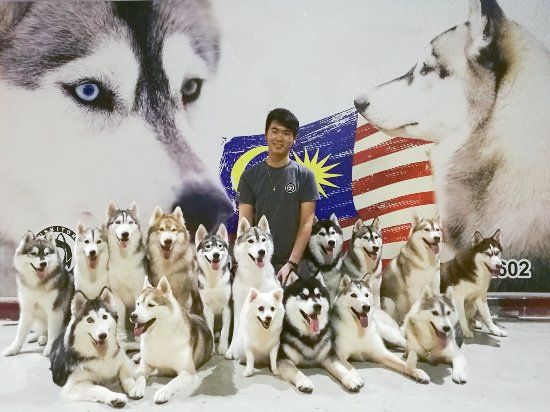 The Huskitory